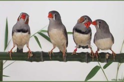 إحباط عملية تهريب طيور نادرة بتلمسان قادمة من المغرب