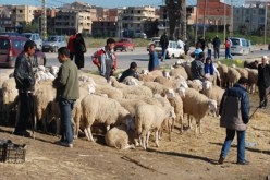 ''النهــــار'' تنشـــر قائمـــة 110 موقــــع المخصص لبيع المواشي بالعاصمة