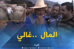 أضاحي العيد لمن إستطاع إليها سبيلا