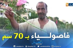 بالفيديو ..فاصولياء من نوع نادر تزرع بعين تيموشنت