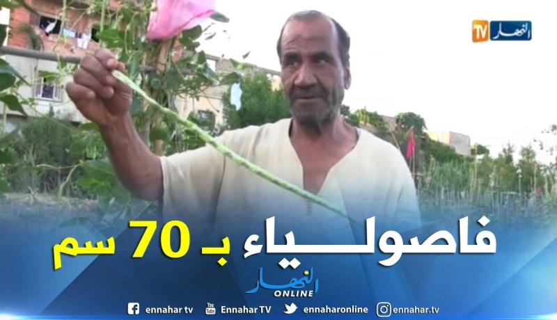 بالفيديو ..فاصولياء من نوع نادر تزرع بعين تيموشنت