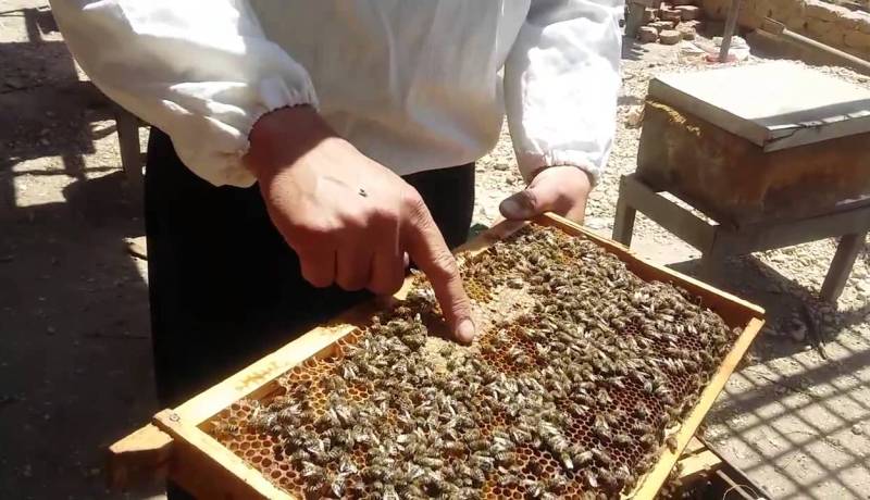جني 27 قنطارا من العسل خلال الموسم الفلاحي المنصرم بورقلة  