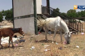 قسنطينة: النهار تتحرى قضية تدهور وضع نادي الفروسية في زيارة ميدانية