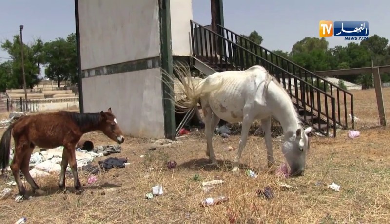 قسنطينة: النهار تتحرى قضية تدهور وضع نادي الفروسية في زيارة ميدانية