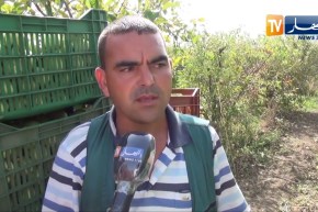 ميلة: مناطق جبلية تتحول إلى جنة من منتجات الفاكهة