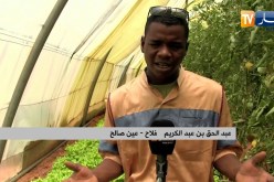 عين صالح: أراضي قاحلة تتحول لأخرى معطاء بفضل شباب طموح