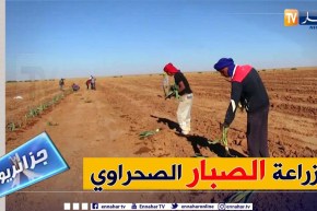 جزائريون: زراعة الصبار تجربة رائدة في إنتظار النتائج