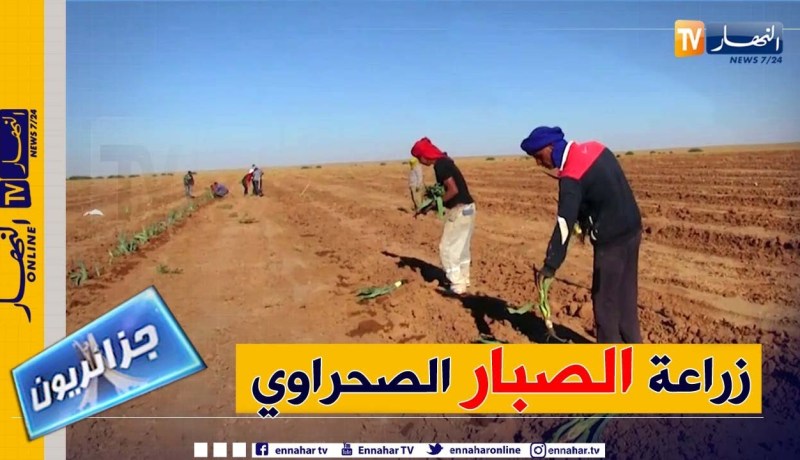 جزائريون: زراعة الصبار تجربة رائدة في إنتظار النتائج