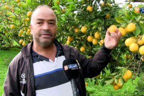 فلاحة: الحلزونات تتلف ثمار الحمضيات بالبليدة