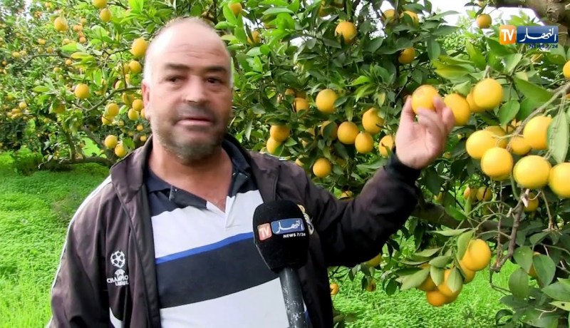 فلاحة: الحلزونات تتلف ثمار الحمضيات بالبليدة