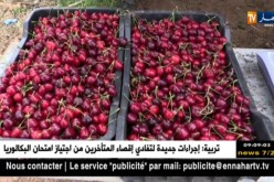 تلمسان: الكرز ببني صميل وأولاد ميمون..إكتفاء ذاتي وتطلعات نحو التصدير