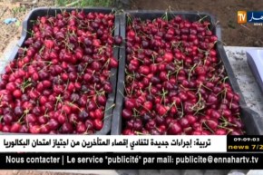 تلمسان: الكرز ببني صميل وأولاد ميمون..إكتفاء ذاتي وتطلعات نحو التصدير