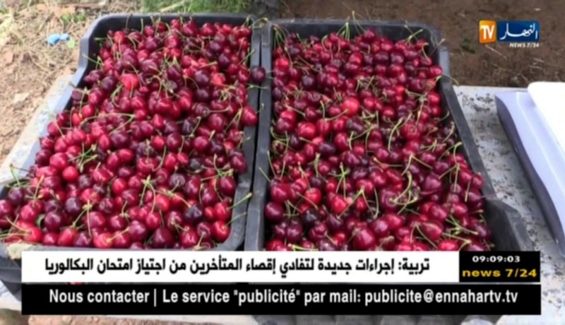 تلمسان: الكرز ببني صميل وأولاد ميمون..إكتفاء ذاتي وتطلعات نحو التصدير