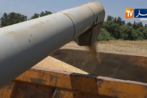 تجارة/ الجزائر تطرح مناقصة لإقتناء 50 ألف طن من علف الشعير