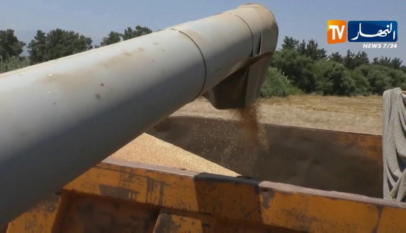 تجارة/ الجزائر تطرح مناقصة لإقتناء 50 ألف طن من علف الشعير