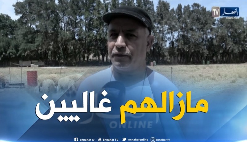 عيد الأضحى: رغم فتح نقاط بيع جديدة..أسعار المواشي تراوح مكانها
