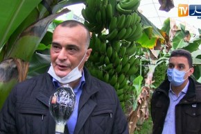 جيجل: زراعة وإنتاج الموز.. من الفكرة إلى التجسيد على أرض الواقع