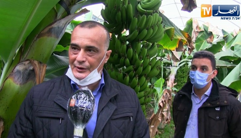 جيجل: زراعة وإنتاج الموز.. من الفكرة إلى التجسيد على أرض الواقع