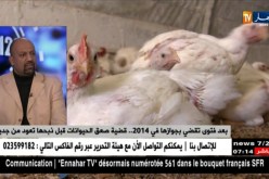بعد فتوى تقضى بجوازها في 2014..قضية صعق الحيوانات قبل ذبحها تعود من جديد