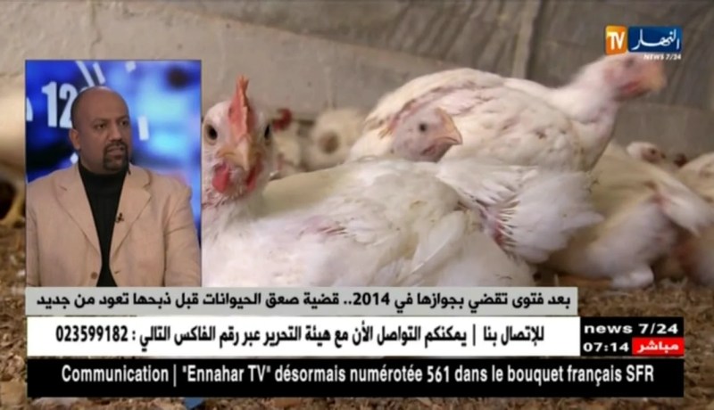 بعد فتوى تقضى بجوازها في 2014..قضية صعق الحيوانات قبل ذبحها تعود من جديد