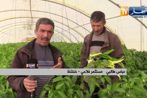 خنشلة: مستثمرات ناجحة  تتحدى ضعف التيار الكهربائي