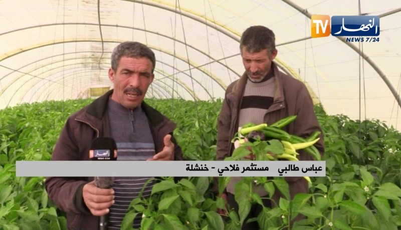 خنشلة: مستثمرات ناجحة  تتحدى ضعف التيار الكهربائي