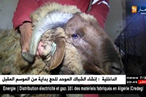 سعيدة: مساعي كبيرة للحفاظ على سلالة الماشية الحمراء تفاديا لإنقراضها