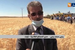 تيارت : إنطلاق الحصاد والدرس وسط توقعات بإنتاج يتجاوز 3 ملايين قنطار من الحبوب
