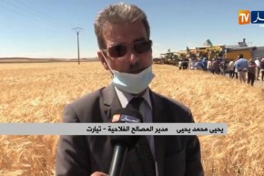 تيارت : إنطلاق الحصاد والدرس وسط توقعات بإنتاج يتجاوز 3 ملايين قنطار من الحبوب