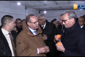 بوعزقي ووالي ولاية سيدي بلعباس عجبتهم تشينا من نوع “تولغا” بإحدى المستثمرات الفلاحية