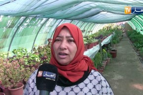 الطارف: السيدة وردة تحقق مشروع المشتلة الحلم بمجهوداتها الكبيرة