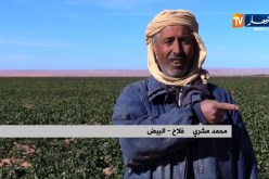 البيض: تجربة زراعية فريدة من نوعها تحول صحراء قاحلة إلى جنة