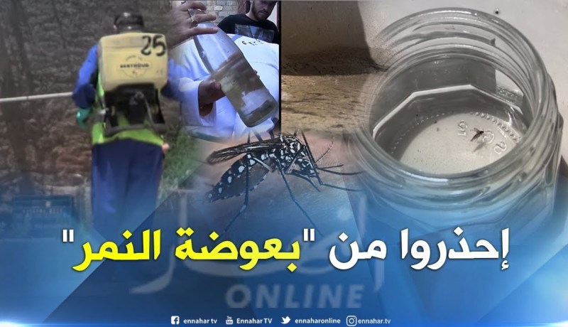 صحة: هذه هي الأماكن التي تتكاثر فيها بعوضة النمر