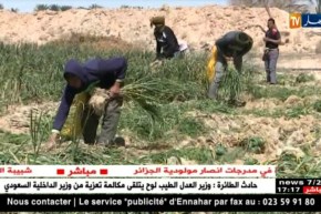 فلاحة: الثوم الصيني.. يكسر قرارات الوزير