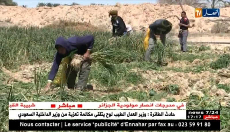 فلاحة: الثوم الصيني.. يكسر قرارات الوزير