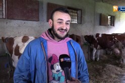 فلاحة/ تحديد 4 كغ دعم البقرة الواحدة فقط..إقتناء النخالة هاجس مربي الأبقار
