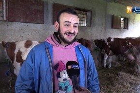 فلاحة/ تحديد 4 كغ دعم البقرة الواحدة فقط..إقتناء النخالة هاجس مربي الأبقار