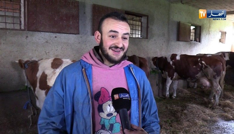 فلاحة/ تحديد 4 كغ دعم البقرة الواحدة فقط..إقتناء النخالة هاجس مربي الأبقار