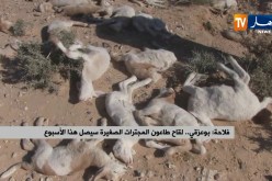 فلاحة/ “بوعزقي”…لقاح طاعون المجترات الصغيرة سيصل هذا الأسبوع