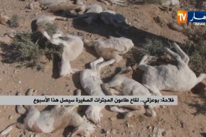 فلاحة/ “بوعزقي”…لقاح طاعون المجترات الصغيرة سيصل هذا الأسبوع