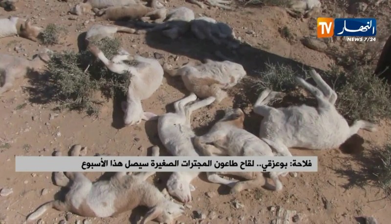 فلاحة/ “بوعزقي”…لقاح طاعون المجترات الصغيرة سيصل هذا الأسبوع