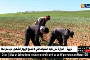 معسكر/ غياب ميكانزمات التسويق يهدد منتوج البصل الفائض بالتلف