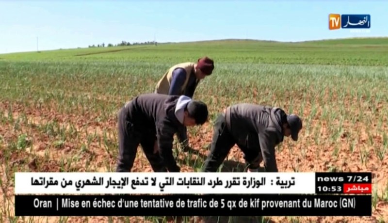 معسكر/ غياب ميكانزمات التسويق يهدد منتوج البصل الفائض بالتلف