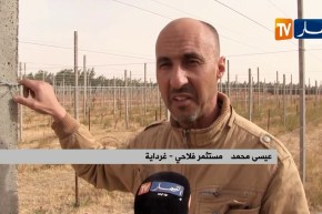 غرداية/ “بارغولا”…تقنية جديدة في زراعة العنب