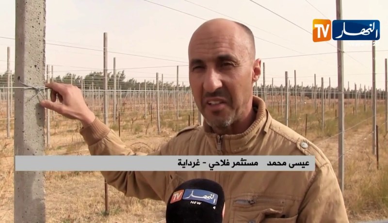 غرداية/ “بارغولا”…تقنية جديدة في زراعة العنب
