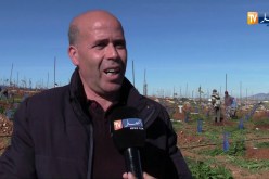 فلاحة: خبايا الزراعة.. تقنيات وخبرات أجنبية ساهمت في إنتاج باهر ووفير