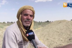 الوادي: توقعات بمضاعفة إنتاج الحبوب وسط عراقيل يتكبدها الفلاح بالشكشاك