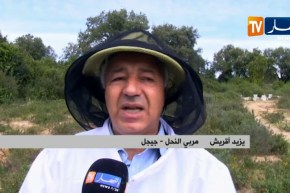 جيجل: الرش العشوائي لبعض الادوية والمبيدات الفلاحية يتسبب في نفوق النحل