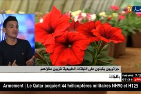 جزائريون يقبلون على النباتات الطبيعية لتزيين منازلهم