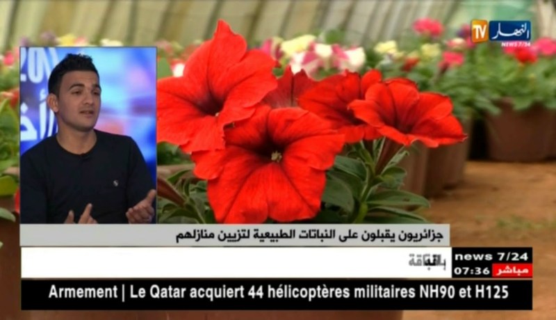جزائريون يقبلون على النباتات الطبيعية لتزيين منازلهم